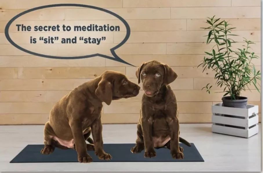 Two puppies who are practicing meditation on a yoga mat. The puppies are brown and fluffy, and they look very calm and relaxed. They are sitting facing each other, and one of them has a cute head tilt. The image has a speech bubble that says `The secret to meditation is `sit` and `stay``. The image has a wooden wall as the background, and a potted plant on the right side. The floor is light-colored wood, and the yoga mat is blue.